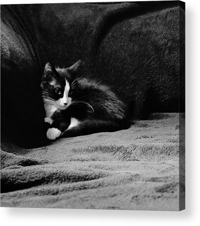 Kitten Acrylic Print featuring the photograph Cozy time kitty by Shalane Poole