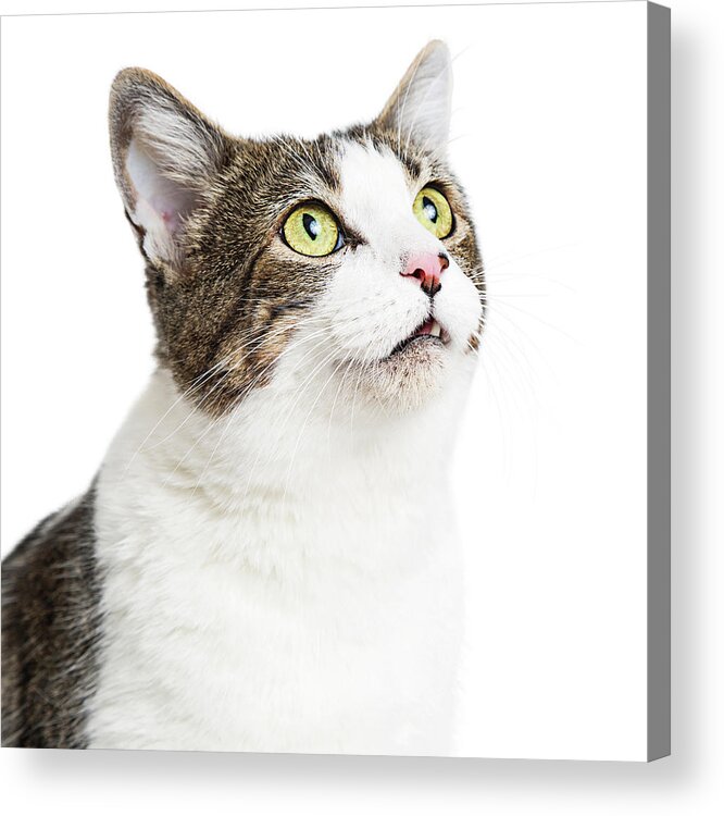 White Background Acrylic Print featuring the photograph Curious Cat Close-up Looking Up by Good Focused