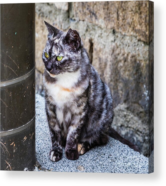 Cat Acrylic Print featuring the photograph Cute cat by Lyl Dil Creations
