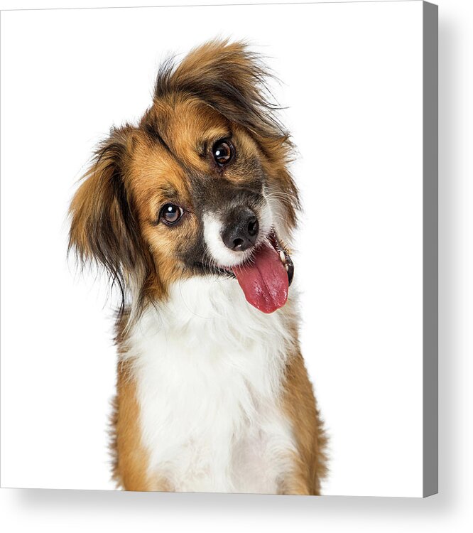 Animal Acrylic Print featuring the photograph Cute Small Happy Dog Tilting Head Looking Forward by Good Focused