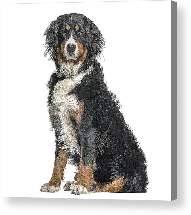 Bernese Mountain Acrylic Print featuring the painting Cutest, Bernese Mountain Dog by Custom Pet Portrait Art Studio