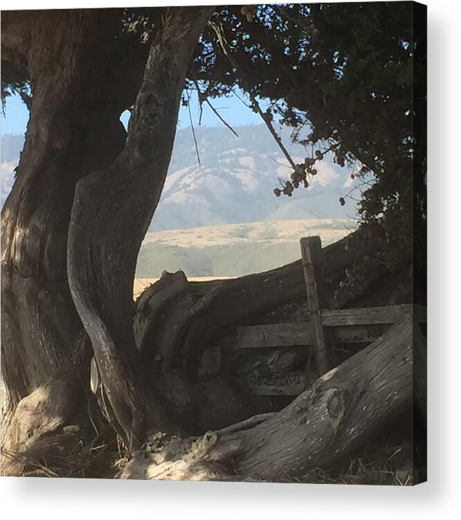 Trees Acrylic Print featuring the painting Cypress Trees Mountain View by Sandy Rakowitz