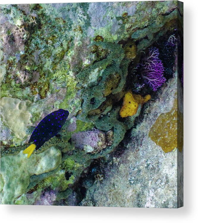 Ocean Acrylic Print featuring the photograph Damsel, No Distress by Lynne Browne