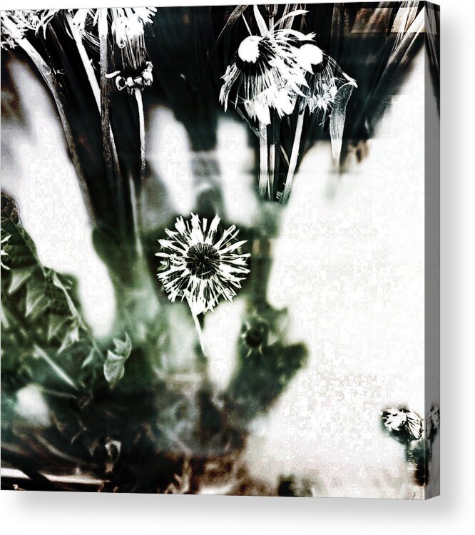 Dandelion Acrylic Print featuring the photograph Dandelion by Tanja Leuenberger