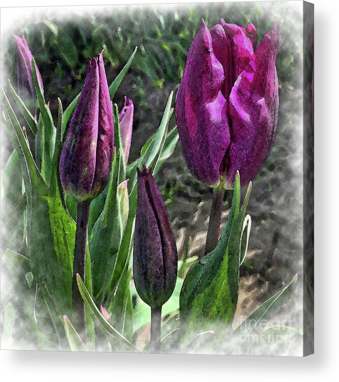 Floral Acrylic Print featuring the digital art Dark Purple Tulips Opening by Kirt Tisdale