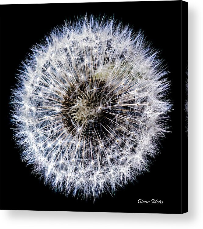 Dandelion Acrylic Print featuring the photograph Days gone by by GLENN Mohs