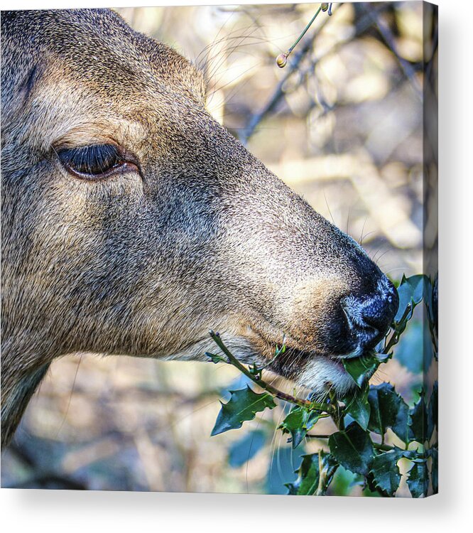 Deer Eye Green Leaves Close Acrylic Print featuring the photograph Deer by John Linnemeyer
