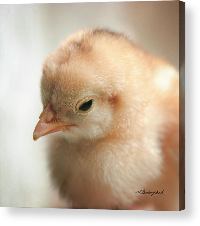 Color Acrylic Print featuring the photograph Dixie Chick by Alan Hausenflock