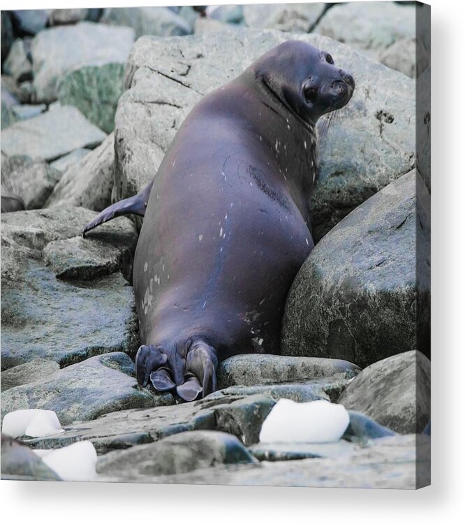 03feb20 Acrylic Print featuring the photograph Don't Look Back - Leopard Seal by Jeff at JSJ Photography