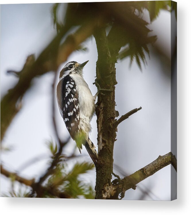 Bird Acrylic Print featuring the photograph Downy Woodpecker by David Beechum