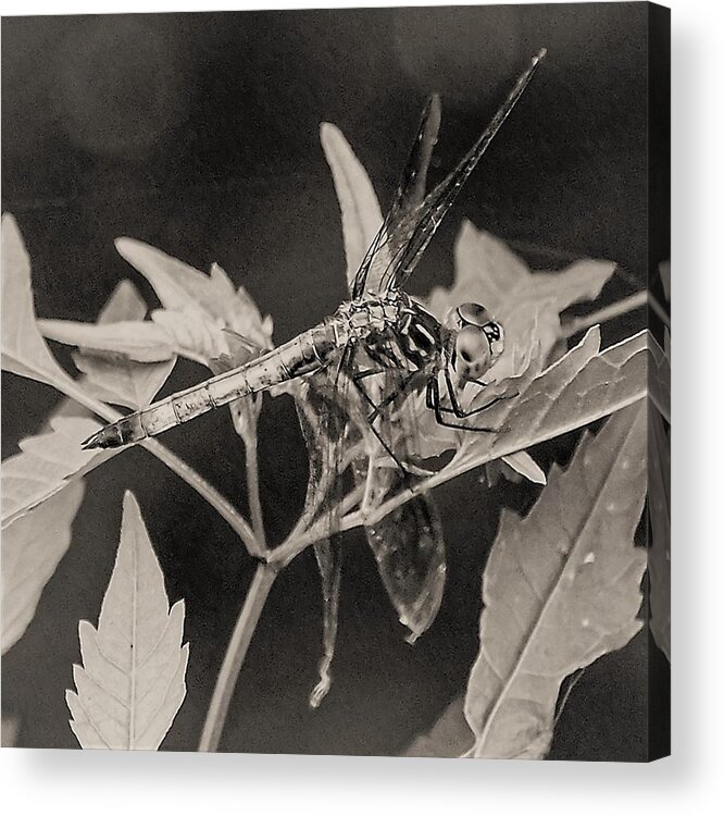 Dragon Fly Leaves Close Black White Acrylic Print featuring the photograph Dragon Fly by John Linnemeyer