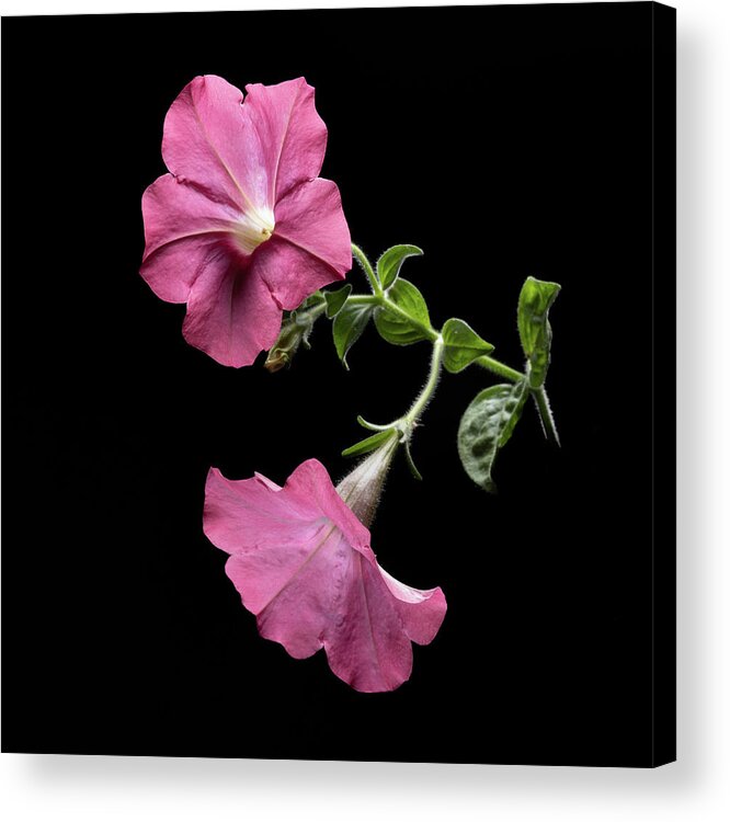 Duet Acrylic Print featuring the photograph Duet in the Spotlight by Kevin Suttlehan