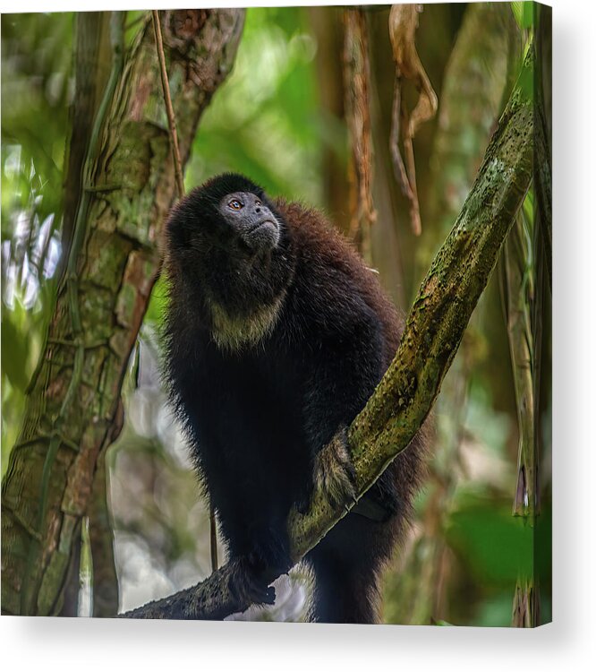 Alouatta Acrylic Print featuring the photograph Ecuadorian mantled howler monkey by Henri Leduc