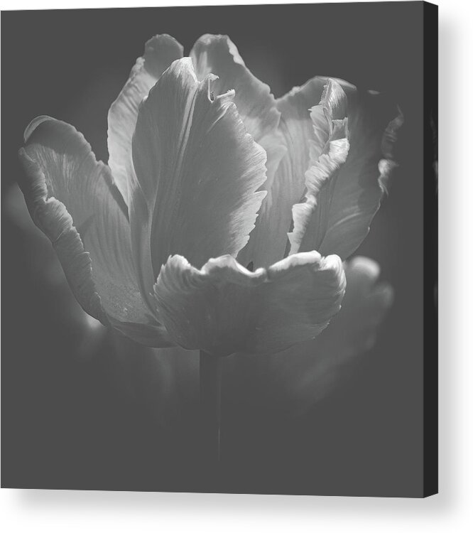 Art Acrylic Print featuring the photograph Elegant Tulip Black and White by Joan Han