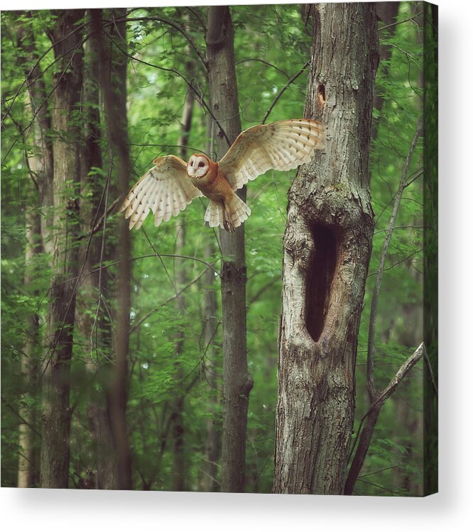 Enchanted Forest Acrylic Print featuring the photograph Enchanted Forest Cropped Version by Carrie Ann Grippo-Pike