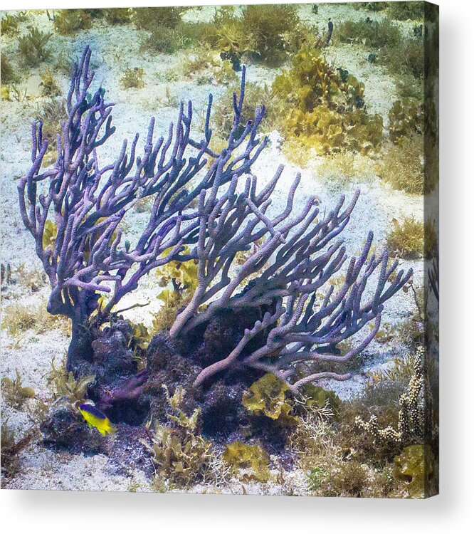 Fish Acrylic Print featuring the photograph Fairytail Land by Lynne Browne