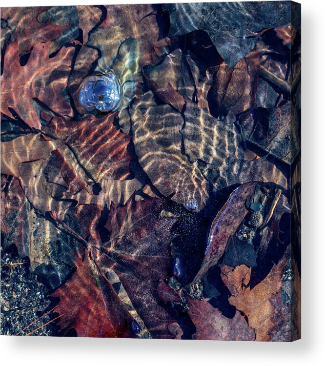 Water Acrylic Print featuring the photograph Fall Colors Underwater by Amelia Pearn