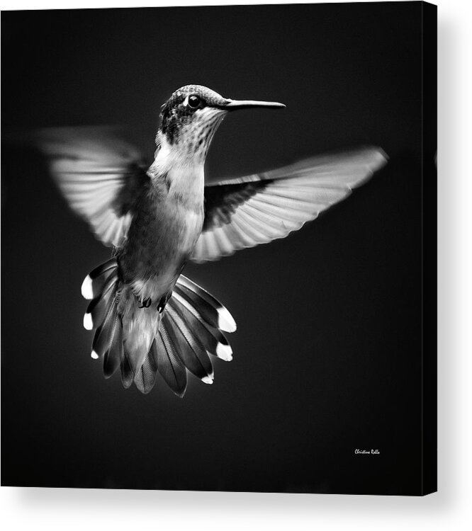 Hummingbird Acrylic Print featuring the photograph Fantail Hummingbird by Christina Rollo