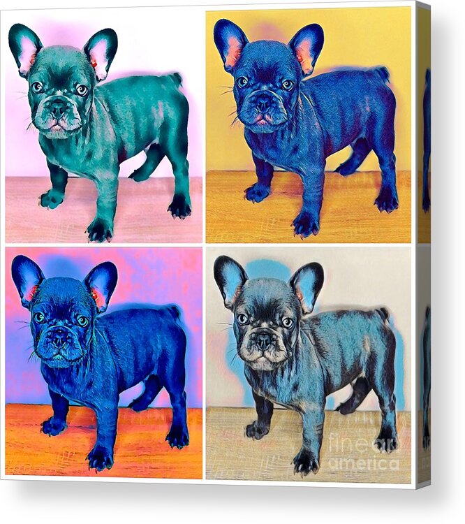 Blue French Bulldog. Frenchie. Dog. Pet. Animals. Acrylic Print featuring the photograph Feeling Bully by Denise Railey