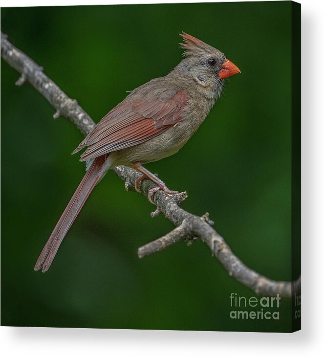 Female Cardinal Acrylic Print featuring the photograph Female Northern Cardinal in the Wild by Sandra Rust