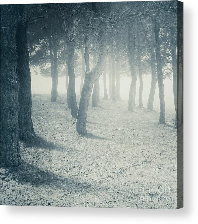 Woodland Acrylic Print featuring the photograph First snow by Ang El