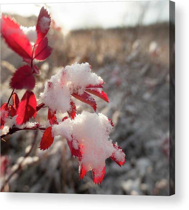 Red Acrylic Print featuring the photograph First Snow On Wild Rose Leaves by Karen Rispin