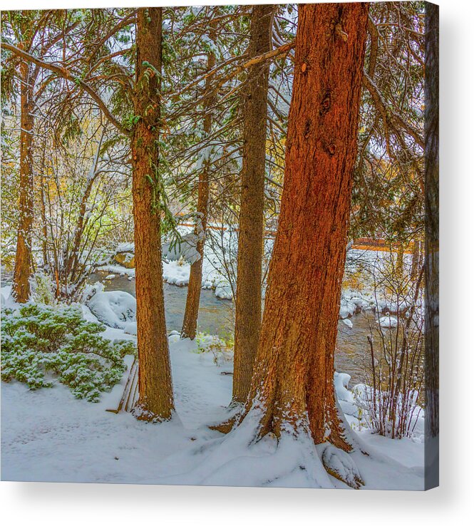 Calm Acrylic Print featuring the photograph Pine Trees in Snow by Tom Potter