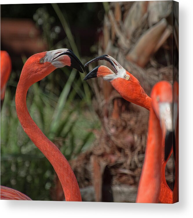 Flamingo Acrylic Print featuring the photograph Flamingo Quarrel by Carolyn Hutchins