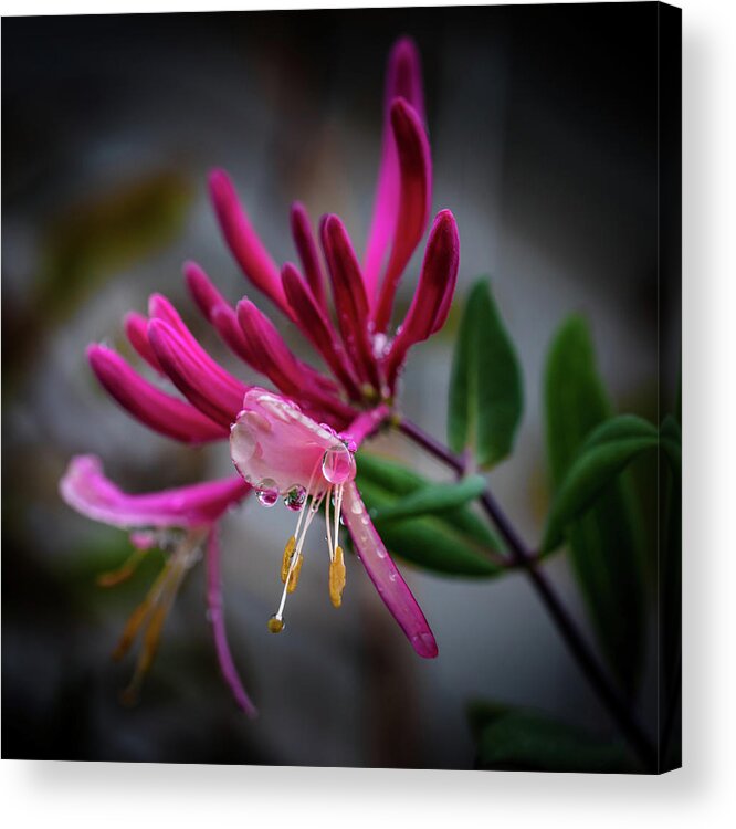 Floral Droplets Acrylic Print featuring the photograph Floral Droplets by David Patterson