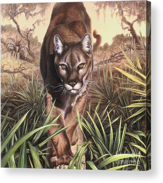 Florida Acrylic Print featuring the painting Florida Panther by Hans Droog