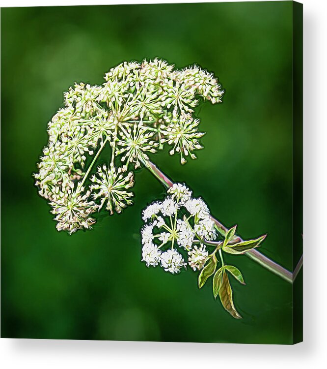 Flower Acrylic Print featuring the photograph Flower Fireworks by Ginger Stein