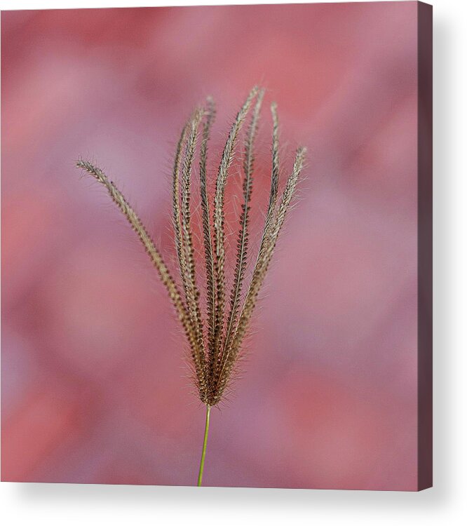 Red Background Acrylic Print featuring the photograph Flower in Cozumel, Mexicao by David Morehead