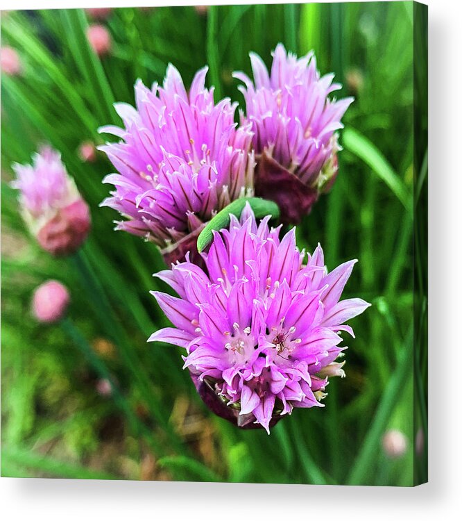 Chives Acrylic Print featuring the photograph Flowering Chives by Jim Feldman