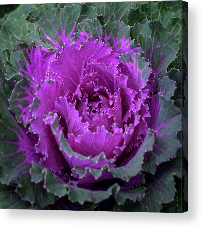 Autumn Acrylic Print featuring the photograph Flowering Purple-Pink Cabbage 2 by Frank Mari
