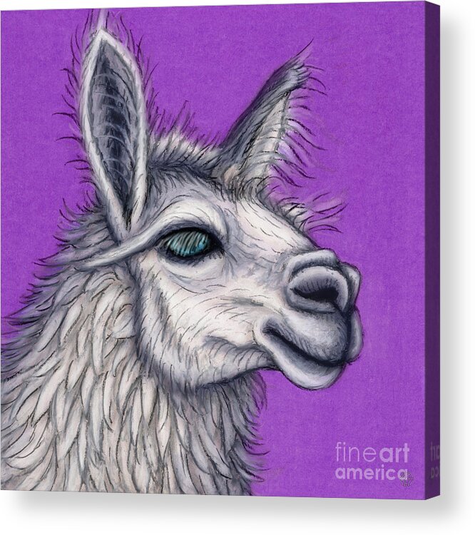 Llama Acrylic Print featuring the painting Fluffy White Llama by Amy E Fraser