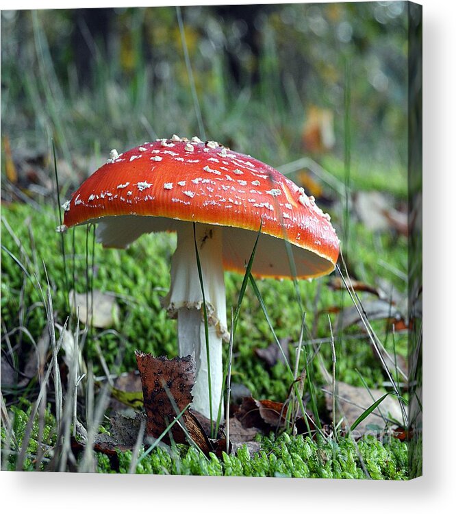 Fly Agaric Acrylic Print featuring the photograph Fly aAgaric by Thomas Schroeder