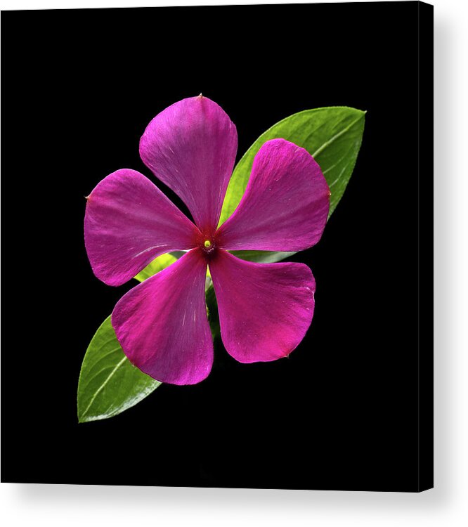 Fuchsia Acrylic Print featuring the photograph Fuchsia and Green on Black by Kevin Suttlehan