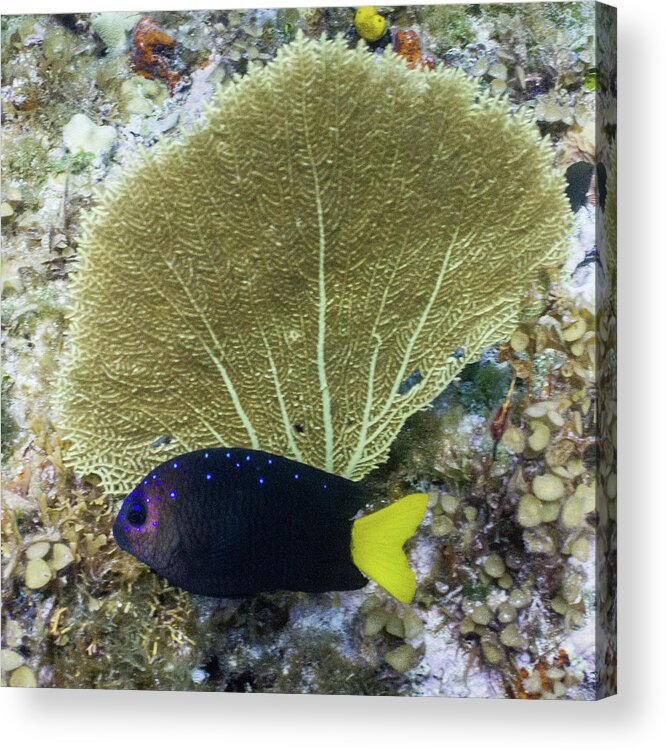 Animals Acrylic Print featuring the photograph Go Gorgonian by Lynne Browne