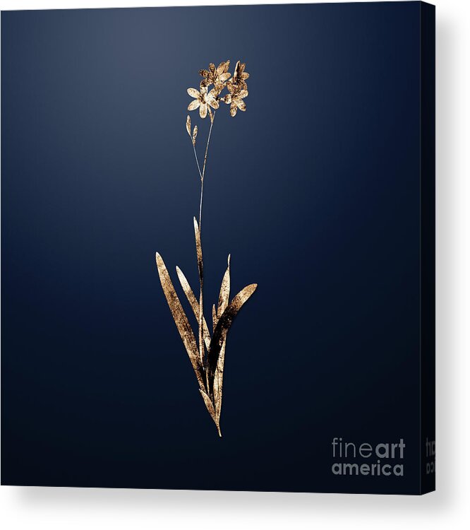 Gold Acrylic Print featuring the painting Gold Corn Lily on Midnight Navy n.02443 by Holy Rock Design