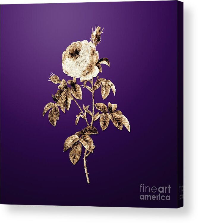 Gold Acrylic Print featuring the painting Gold Provence Rose Bloom on Royal Purple n.02462 by Holy Rock Design