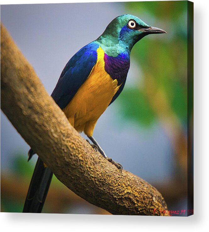 Green Acrylic Print featuring the photograph Golden Breasted Starling by Rene Vasquez