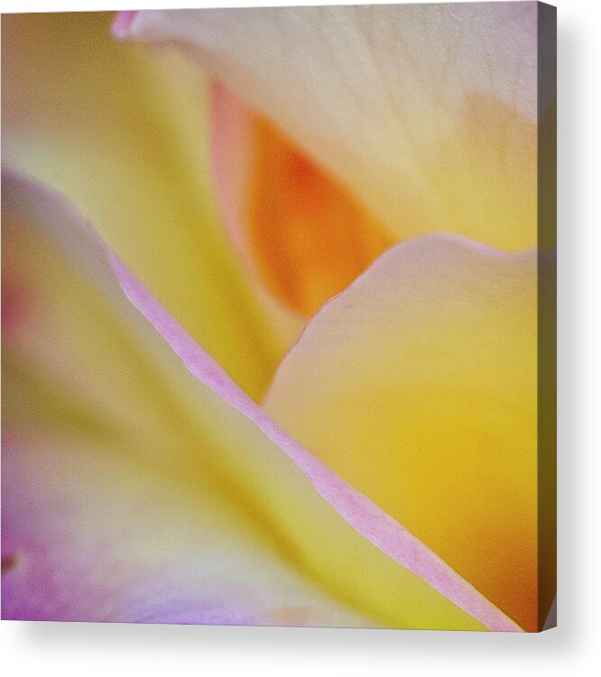 Art Acrylic Print featuring the photograph Golden Rose by Norman Reid