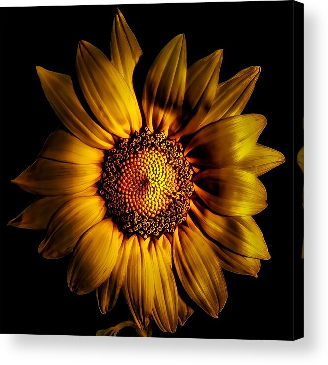 Golden Acrylic Print featuring the photograph Golden Sunflower by Gena Herro