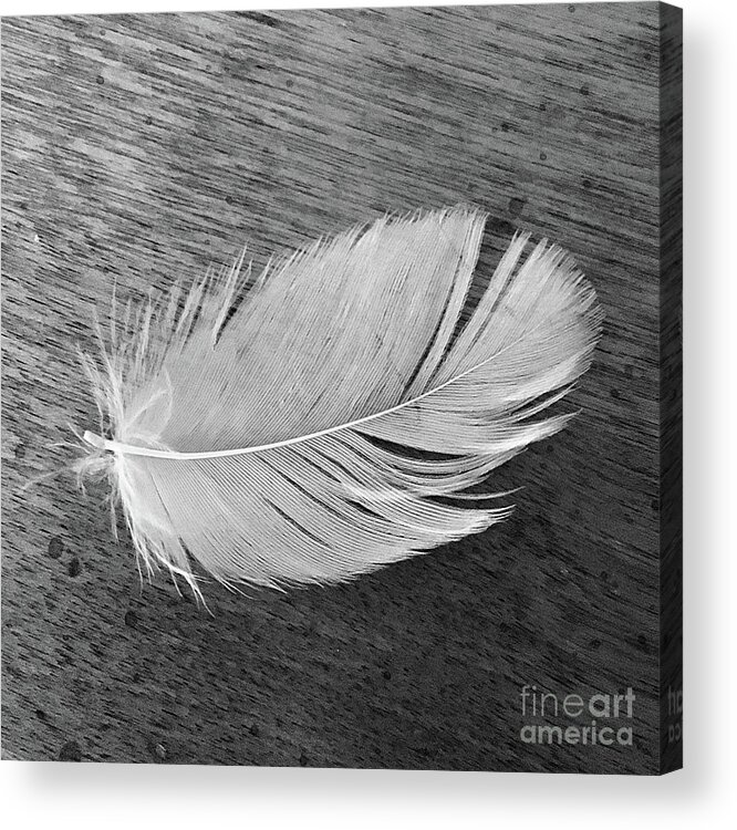 Feather Acrylic Print featuring the photograph Grandma's Feather by Wendy Golden