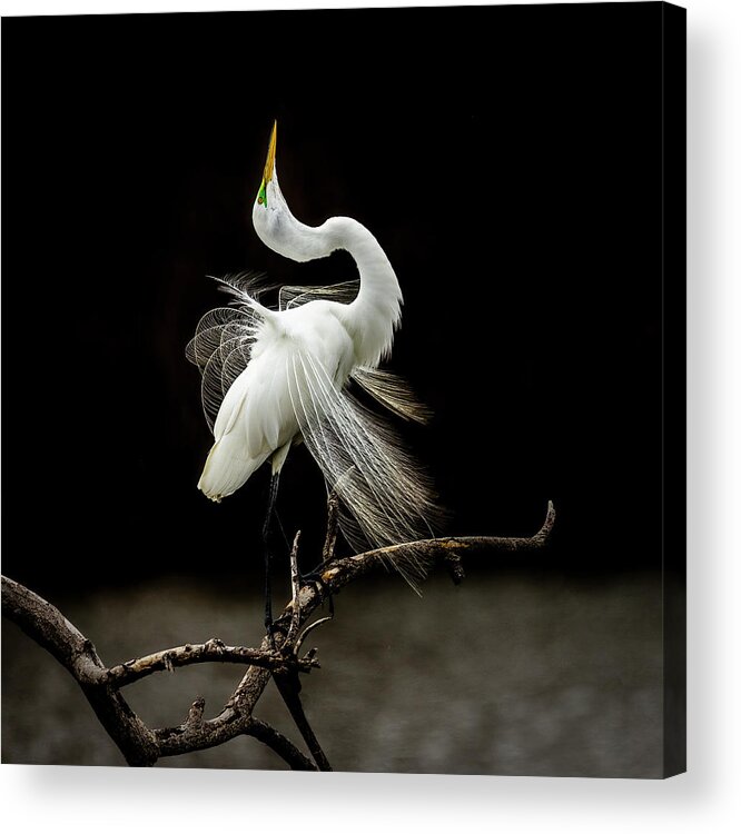 Egret Acrylic Print featuring the photograph Great White Egret Feathers III by Patti Deters