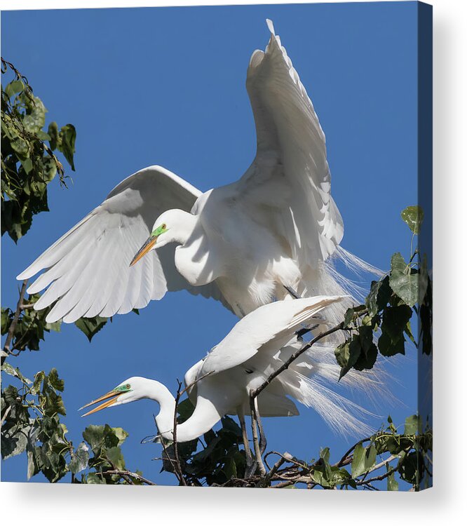 Heron Acrylic Print featuring the photograph Great White Heron Couple Breeding by Kathleen Bishop