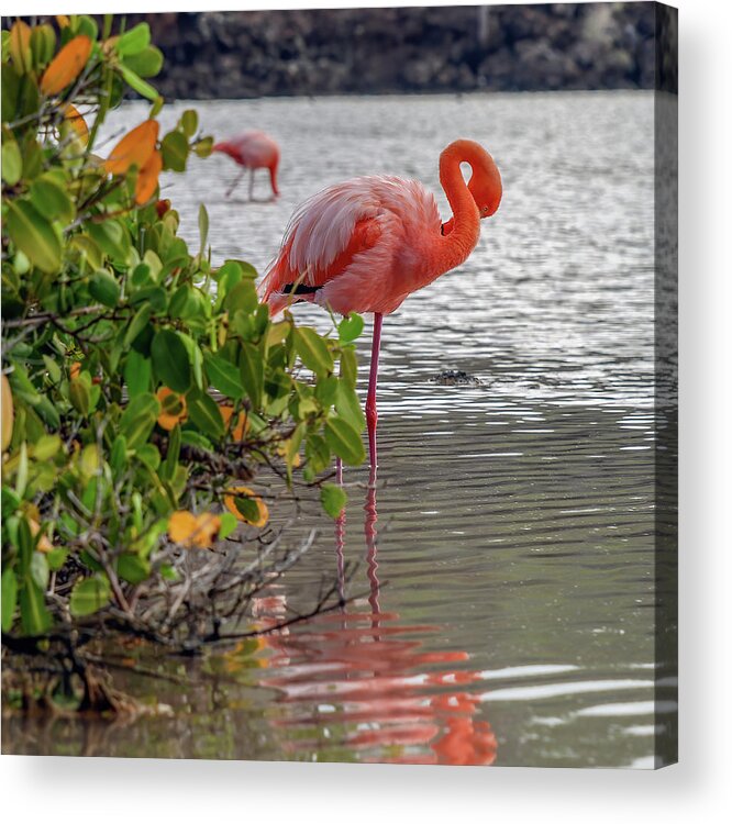 American Flamingo Acrylic Print featuring the photograph Greater Flamingo with gracefully curved neck by Henri Leduc