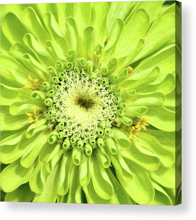 Green Acrylic Print featuring the photograph Green by Lens Art Photography By Larry Trager