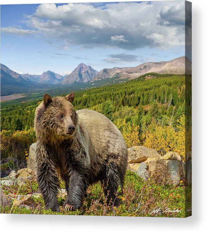 Adult Acrylic Print featuring the photograph Grizzly Bear in Glacier National Park by Jeff Goulden