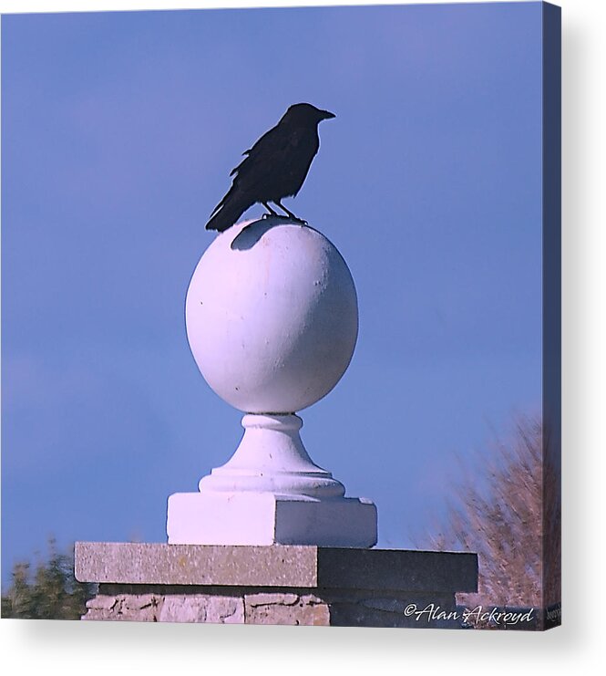 Crow Acrylic Print featuring the pyrography Guardian of the Gatepost by Alan Ackroyd